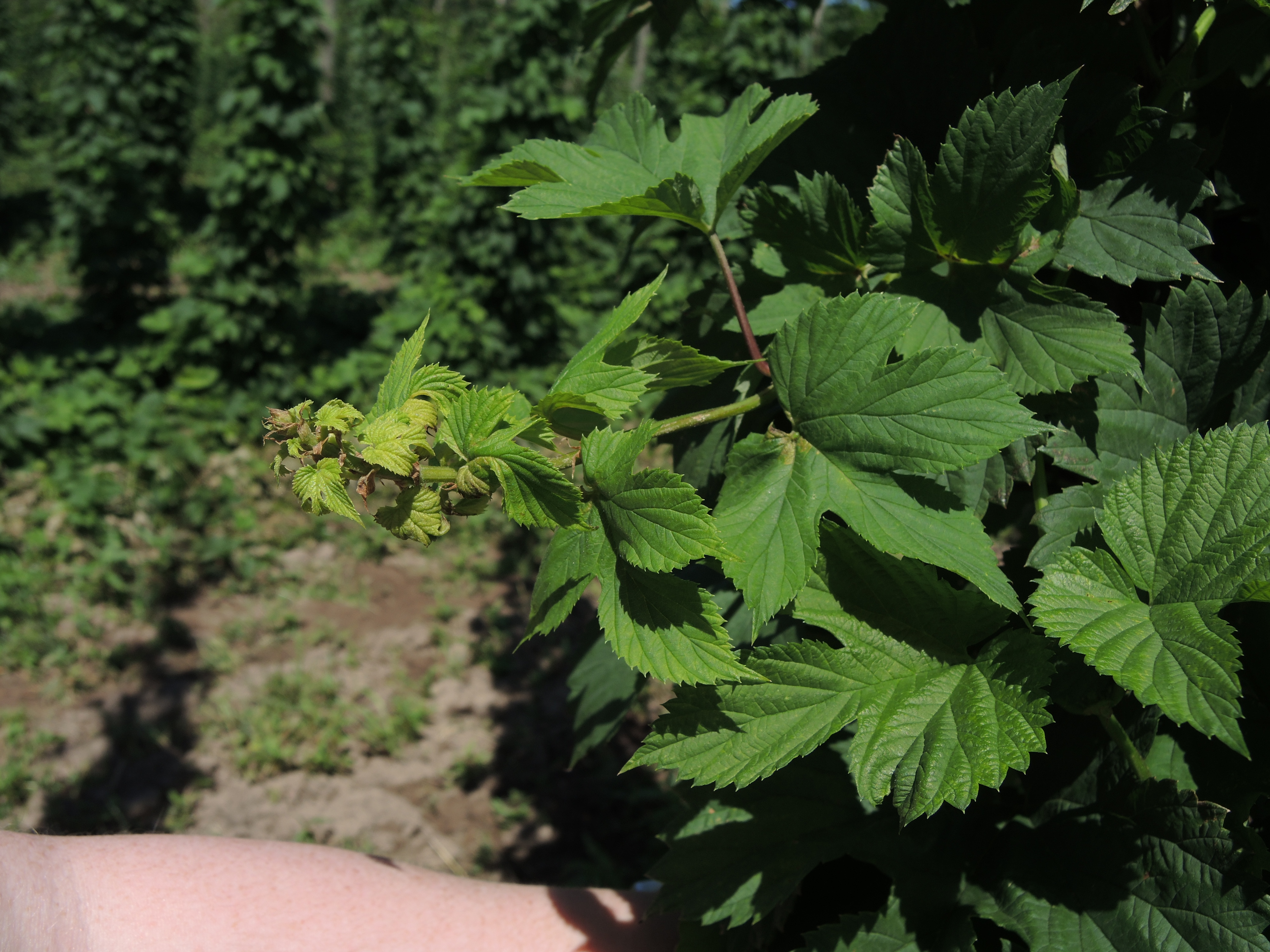 Ariel downy mildew spike